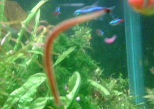 worms in tropical fish